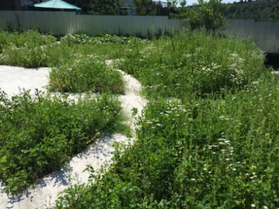 Ландшафтный дизайн